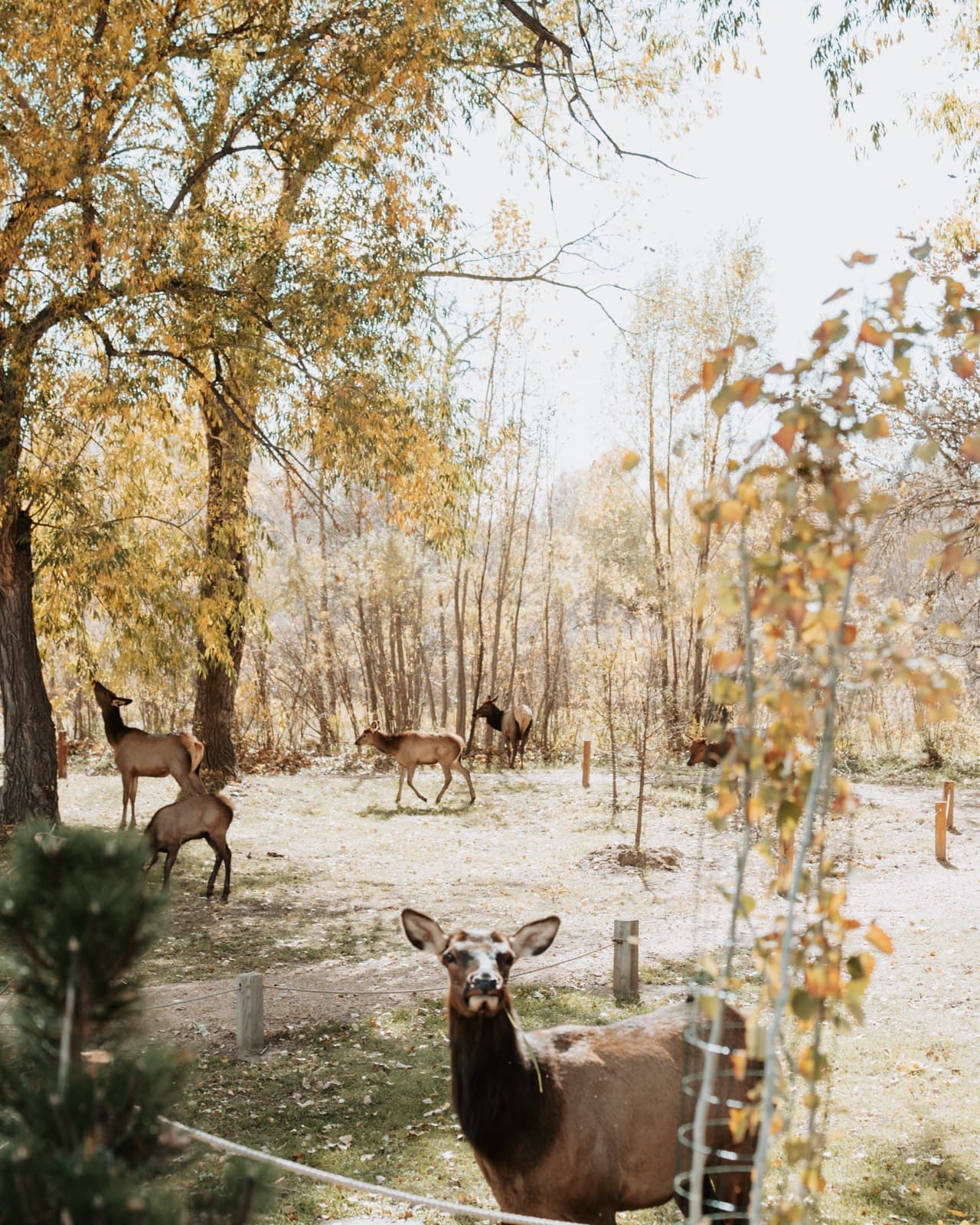Elk grazing among the cottonwoods on the Sweet Heart property in fall